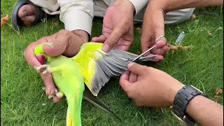 How to cutting parrot wings 😱||cutting birds wings