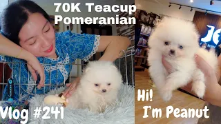 Vlog #241- Our Baby Peanut! Teacup Pomeranian Puppy! 70K Pesos na Puppy?!