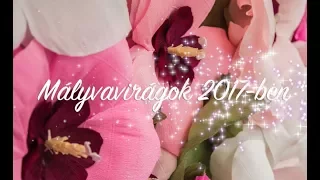 Mályvavirág - 2017