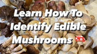Learn How to Identify Edible Mushrooms (California Fall Season Edition)