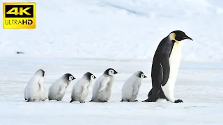 Penguins in 4K / Antartica