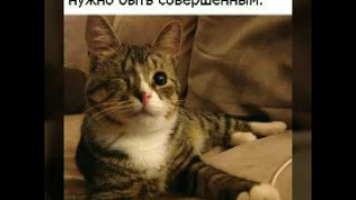 ♦Стих - "Умерающий котенок"♣