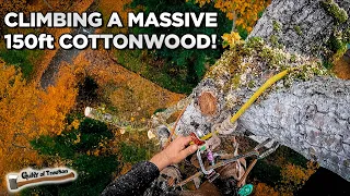 Removing a HUGE 150 ft Cottonwood!