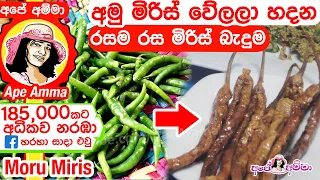 මෝරු මිරිස් වේලීම සහ බැදුම. (මුදවපු කිරි වලින් මිරිස් වේලිම) Moru miris Fried chilies by Ape Amma