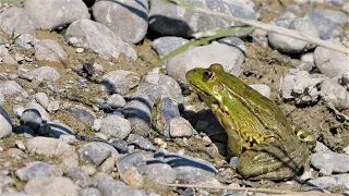 Frosch gegen Fliege in Zeitlupe / Frog vs Fly in slow motion
