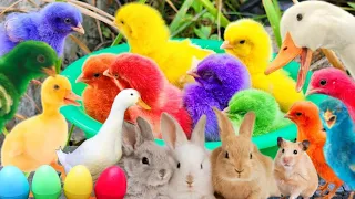 Catch Cute Chickens, Colorful Chickens, Duck, Rabbits,Goose,Betta Fish,Goldfish,Cat,Animal Cute #46