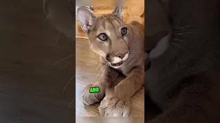 Mountain lion waits for beloved owner 😍❤️