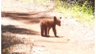 Bear Cub ~ Alone on the Trail