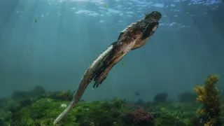 Marine Iguana - astounding marine reptile of Galapagos Islands