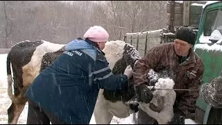 Уссурийские ветеринары прививают крупный и мелкий рогатый скот от ящура