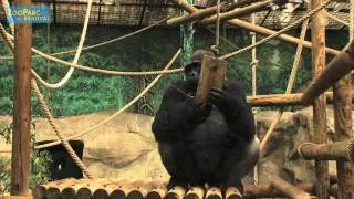 Le secteur gorilles du ZooParc de Beauval