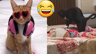 Funny animals - Funny cats / dogs - Funny animal videos