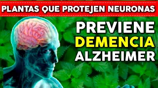 Estas PLANTAS Previenen Demencia y Alzheimer de forma natural