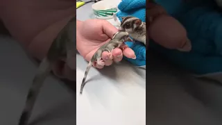 Four Day Old Black Beauty Ringtail Mosaic Sugar Glider