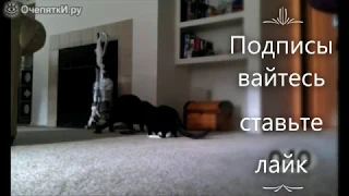 Приколы с котами . Коты и пылесос . Смешные испуги котов.