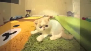 Милые Котята, Funny kittens, Mаленькие крохи. Милашки, ми ми ми.