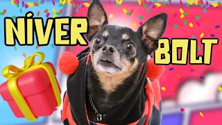 A FESTA E O PRESENTE SURPRESA DE ANIVERSÁRIO DO BOLT! 🥳✨