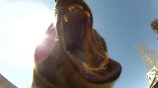 GoPro Grizzly Cam!