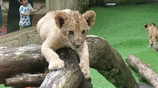 東山動植物園にライオン来園富士サファリパークからレグルスがやってくる！！4か月ぶりの雄が！！