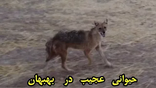 مشاهده حیوانی عجیب در بهبهان شبیه گرگ و شغال🐺🤔🐕‍🦺🧐 An animal like a wolf or a hyena in Behbahan