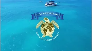Bermuda Turtle Project 50th Anniversary Video