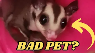 DON'T GET A SUGAR GLIDER ! experience review  with gliders, is it worth it?