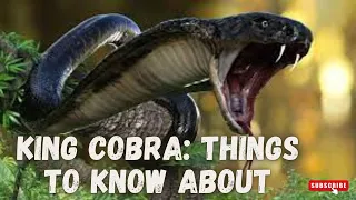 KING COBRA SNAKES IN THE WORLD - ZOO 2022 - Snake Discovery Channel (Documentary)