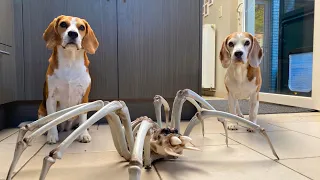 Dogs Scared with Skeleton Spider : Halloween Edition