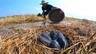 Unique Fishing - catch monster catfish come out from hold underground after rainy at field by hand