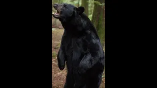 The Bear That Ate Mr  Leach's Son(with improved audio)