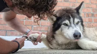 Grumpy Husky Has His Paws Done!