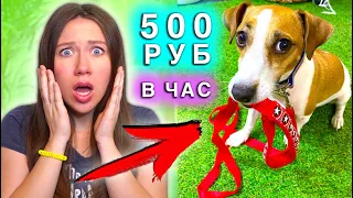 СДАЮТ СОБАКУ В АРЕНДУ для ПРОГУЛОК В Карантин | Elli Di Pets