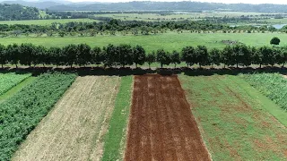 Regenerating soils for healthy vegetable production