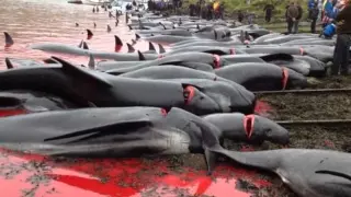 Faroese Grindadrap - Raising Awareness to help the Cetaceans.