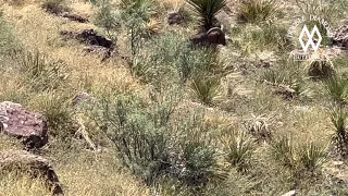 Gary Abbott Jr's Aoudad Hunt