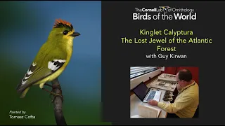 Kinglet Calyptura   Lost Jewel of the Atlantic Forest by Guy Kirwan