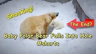 Baby Polar Bear Falls Into Hole #shorts