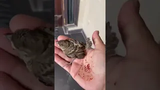 Rescue of baby sparrow