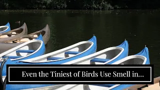 Even the Tiniest of Birds Use Smell in Some Situations