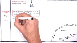 Overview of Fluid and Electrolyte Physiology (Fluid Compartment)