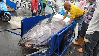 Havest Giant Bluefin tuna - Catch Hundred Tons Tuna Fish On Modern Boats