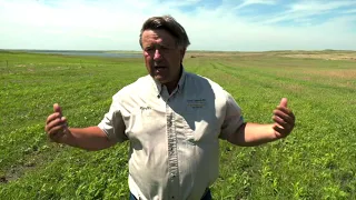 Livestock and Cover Crops: Winter Cereals for Grazing