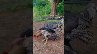 Turkey vs Rooster | வான்கோழி vs நாட்டு சேவல்