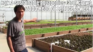 How a Sustainable Aquaponics Farm Grows 7000 Heads of Lettuce a Week