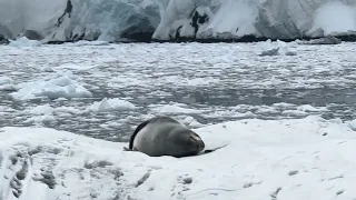Leopard Seal Singing (Antarctica, video 1 of 3)