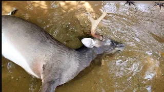 I Thought Deer Could Swim?