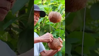 Amazing hanging vegetable garden, Growing vegetables in coconut shell
