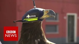 Eagles vs drones - BBC News