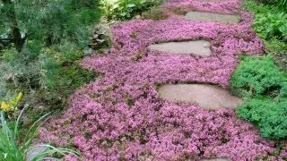 Live Mulch -- How to plant Sweet and Low flowering ground cover