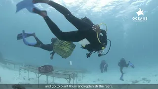 Mnemba Coral Reef Restoration Project